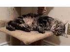 Adopt Emile (with foster) a Brown Tabby Domestic Longhair (long coat) cat in