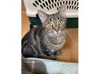 Adopt Ersa a Brown Tabby Domestic Shorthair (short coat) cat in Kalamazoo
