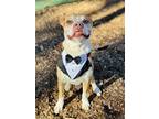 Adopt Tipper a Brown/Chocolate - with White American Pit Bull Terrier / Mixed