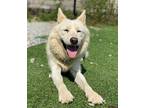 Adopt Bori a White American Eskimo Dog / Spitz (Unknown Type