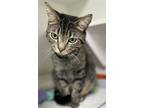 Adopt Joey a Brown Tabby Domestic Shorthair / Mixed (short coat) cat in