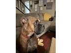 Adopt King a Tan/Yellow/Fawn Boxer / Mixed dog in Antioch, CA (40364231)
