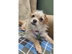 Adopt Meredith a Tan/Yellow/Fawn Border Terrier / Miniature Poodle / Mixed dog