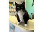 Adopt Millie a Black & White or Tuxedo Domestic Shorthair / Mixed (short coat)