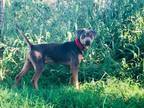 Adopt Oogie a Gray/Blue/Silver/Salt & Pepper Blue Lacy/Texas Lacy / Mixed dog in