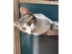 Adopt Bluey a Gray, Blue or Silver Tabby Domestic Shorthair (short coat) cat in