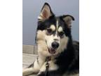 Adopt Storm a Tricolor (Tan/Brown & Black & White) Siberian Husky / Alaskan