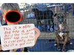 Adopt Reese a Brindle Plott Hound dog in Dallas, TX (40524606)