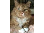 Adopt Levon a Orange or Red Tabby Maine Coon (long coat) cat in Oradell