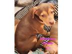 Adopt Rosemary a Red/Golden/Orange/Chestnut Labrador Retriever / Mixed Breed