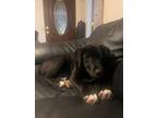 Adopt Tucker a Black - with White Labrador Retriever / Mixed Breed (Large) /