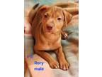 Adopt Rory a Red/Golden/Orange/Chestnut Labrador Retriever / Mixed Breed