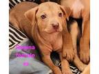 Adopt Regina a Brown/Chocolate - with Tan Labrador Retriever / Mixed Breed