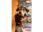 Adopt Rocky a Black - with Brown, Red, Golden, Orange or Chestnut Doberman