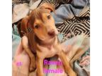Adopt Raven a Brown/Chocolate - with Tan Labrador Retriever / Weimaraner / Mixed
