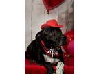 Adopt Toby a Black - with White Labrador Retriever / Staffordshire Bull Terrier