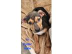 Adopt Ryder a Black - with Tan, Yellow or Fawn Doberman Pinscher / Labrador