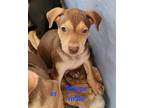Adopt Royce a Brown/Chocolate - with Tan Labrador Retriever / Mixed Breed