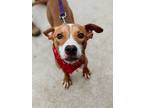 Adopt Noah a Tan/Yellow/Fawn - with White Boxer / American Pit Bull Terrier /