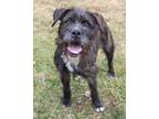 Adopt Nikki a Black Terrier (Unknown Type, Medium) / Schnauzer (Miniature) /