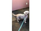 Adopt Curly a White Bichon Frise / Poodle (Miniature) / Mixed dog in Shreveport