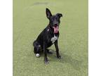 Adopt Sara a Brindle Belgian Malinois / Mixed dog in Port Washington