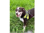 Adopt Eugene a Australian Shepherd / Mixed dog in Fulton, TX (40632934)