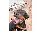 Adopt Mike Jones a Miniature Pinscher / Mixed dog in Fulton, TX (40340548)