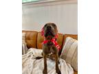 Adopt Tom Collins Happy Hour a Brown/Chocolate Pit Bull Terrier dog in Provo
