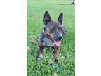 Adopt Rocket Man a Feist / Mixed Breed (Medium) / Mixed dog in Norwich