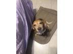 Adopt Ernie Ford a Brindle Beagle / Mixed Breed (Medium) / Mixed (short coat)