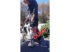 Adopt Duke a White - with Black Pointer / Mixed dog in Toronto, ON (40752016)