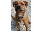 Adopt LuLu (Leia) a Brindle Vizsla / Weimaraner / Mixed (short coat) dog in