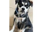 Adopt Oscar a Black Australian Cattle Dog / Mixed Breed (Medium) / Mixed (short
