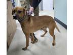 Adopt Kodiak a Brown/Chocolate Mixed Breed (Small) / Mixed Breed (Medium) /