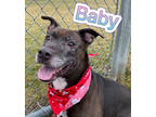 Adopt Baby a Black Terrier (Unknown Type, Medium) / Mixed Breed (Medium) / Mixed