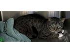 Adopt Whataburger a Brown Tabby Domestic Shorthair / Mixed Breed (Medium) /