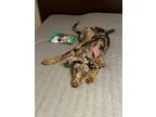 Adopt Lainey a Merle Catahoula Leopard Dog / Doberman Pinscher / Mixed dog in