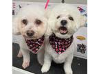 Adopt Eddie a White Bichon Frise / Mixed dog in East Hanover, NJ (40750354)