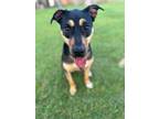 Adopt Sam a German Shepherd Dog / Doberman Pinscher / Mixed dog in Saint