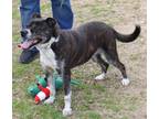 Adopt Pumpkin a Black - with White Boston Terrier / Labrador Retriever / Mixed
