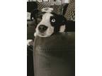 Adopt Babe a Black - with White Bearded Collie / Jack Russell Terrier / Mixed
