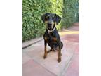 Adopt Zoe a Black - with Brown, Red, Golden, Orange or Chestnut Doberman