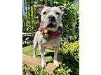Adopt Tenley a White - with Gray or Silver American Staffordshire Terrier /