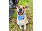 Adopt Oakley a Tricolor (Tan/Brown & Black & White) Akita / Mountain Cur / Mixed