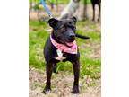 Adopt Nova-Cat a Mixed Breed (Medium) / Mixed dog in Saint Francisville