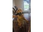 Adopt Echo a Red/Golden/Orange/Chestnut Golden Retriever / Mixed dog in Whiteman