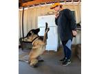 Adopt Destiny a Belgian Malinois / Mixed dog in San Tan Valley, AZ (40060721)