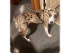 Adopt Miley a Gray/Blue/Silver/Salt & Pepper Catahoula Leopard Dog / Great Dane