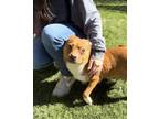 Adopt Zara a Tan/Yellow/Fawn Bull Terrier / Mixed dog in Washington